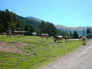 Vuelta a Chía